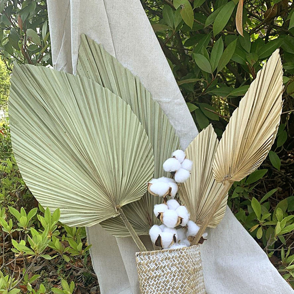 Palm Leaf Dried - 1 Stück Natürliches Getrocknetes Palmblatt Deko