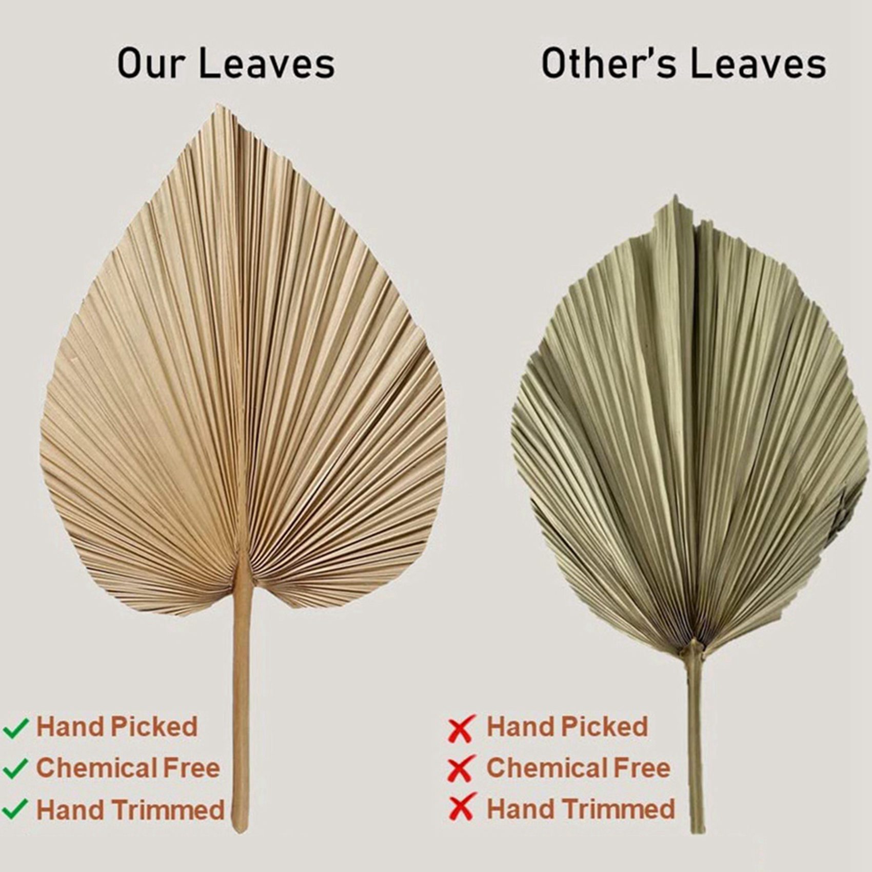 Palm Leaf Dried - 8 Stück natürliche getrocknete Palmblätter eignen