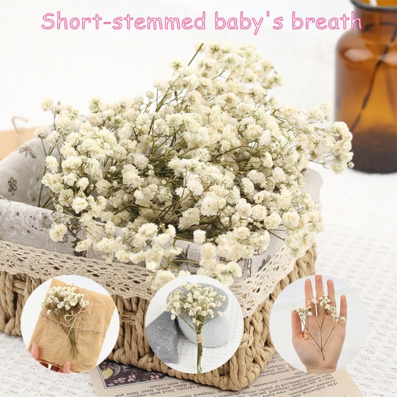 Baby Breath Dried - 50 Stück Natürliche Getrocknete Gypsophila-Baby's-Breath-Blumen, Konservierte