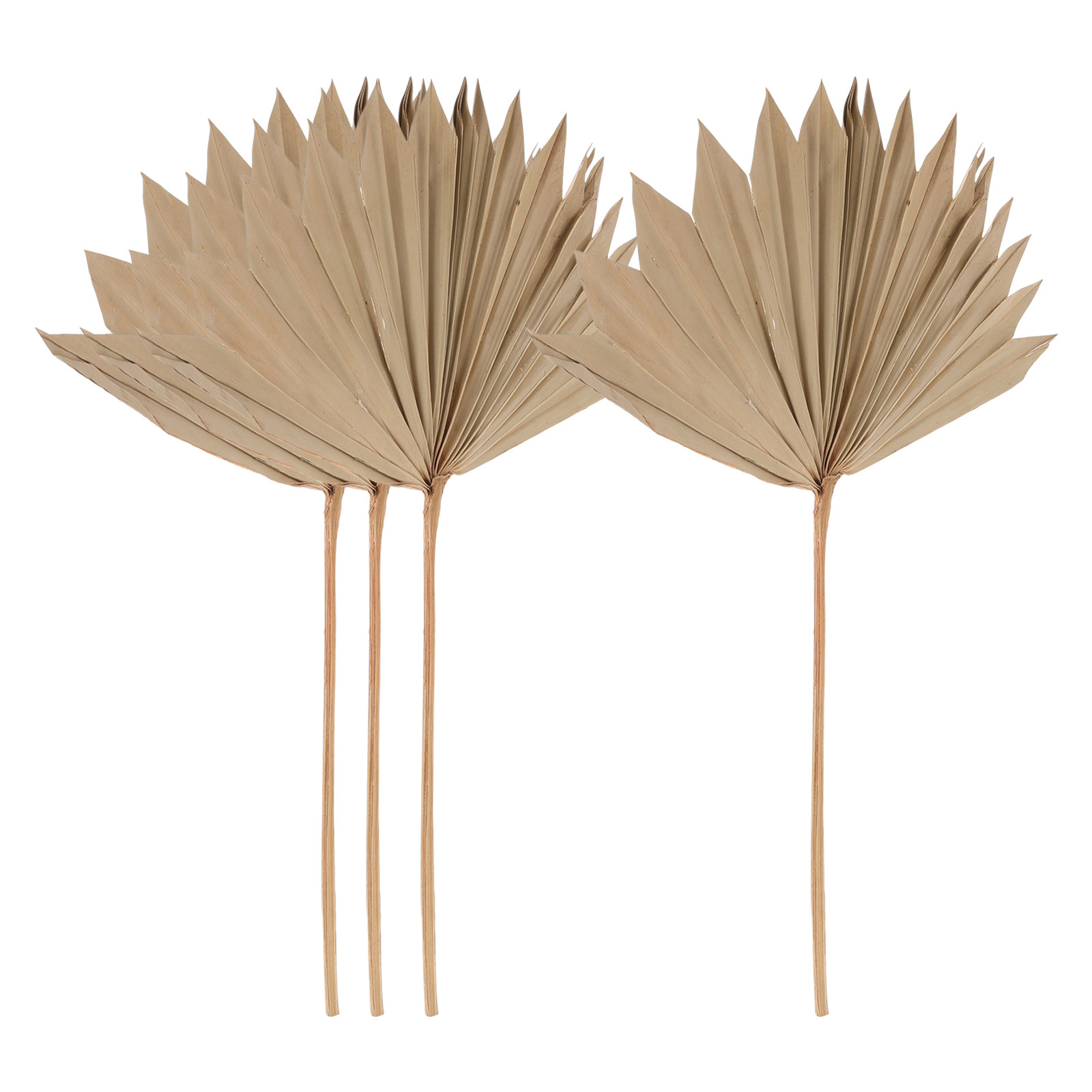 Palm Leaf Dried - 4 Stück Getrocknete Palmenblätter Deko Natürlich