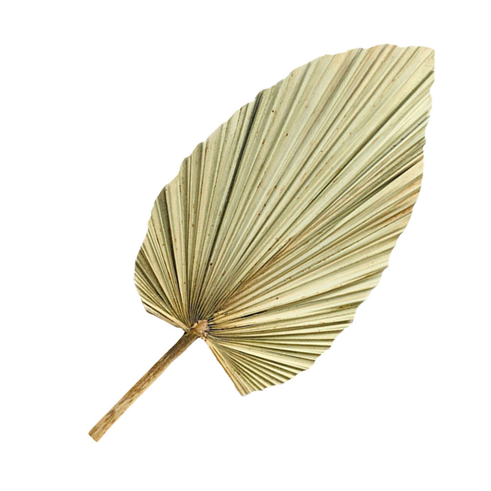 1 Stück Natürliches Getrocknet – Palm Leaf Dried Bewertung und Preis