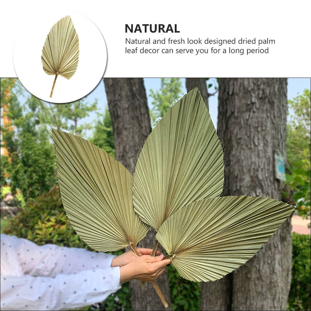 1 Stück Natürliches Getrocknet – Palm Leaf Dried Bewertung und Preis