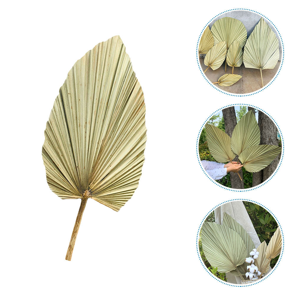 1 Stück Natürliches Getrocknet – Palm Leaf Dried Bewertung und Preis