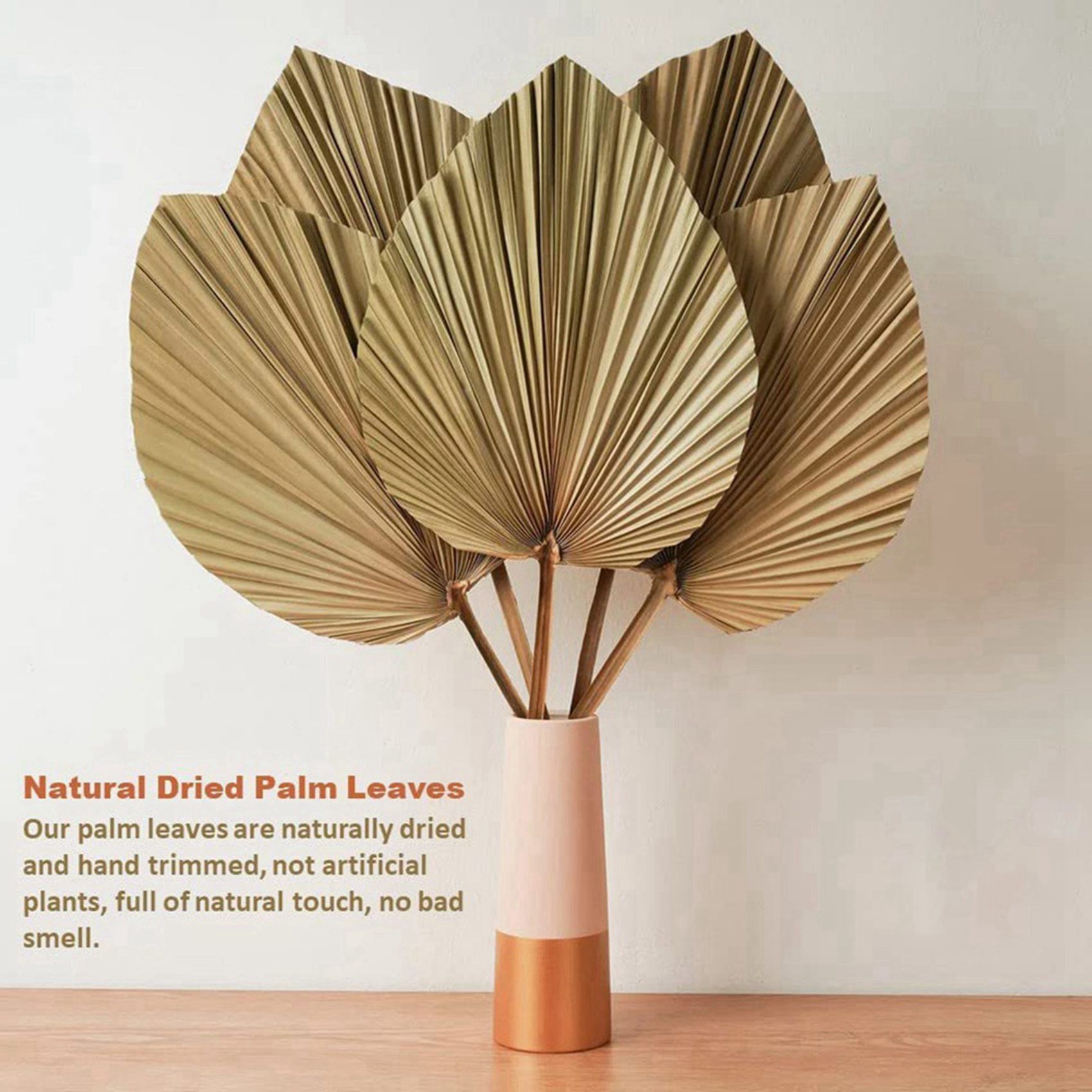 8 Stück natürliche getrocknete – Palm Leaf Dried Bewertung und Preis