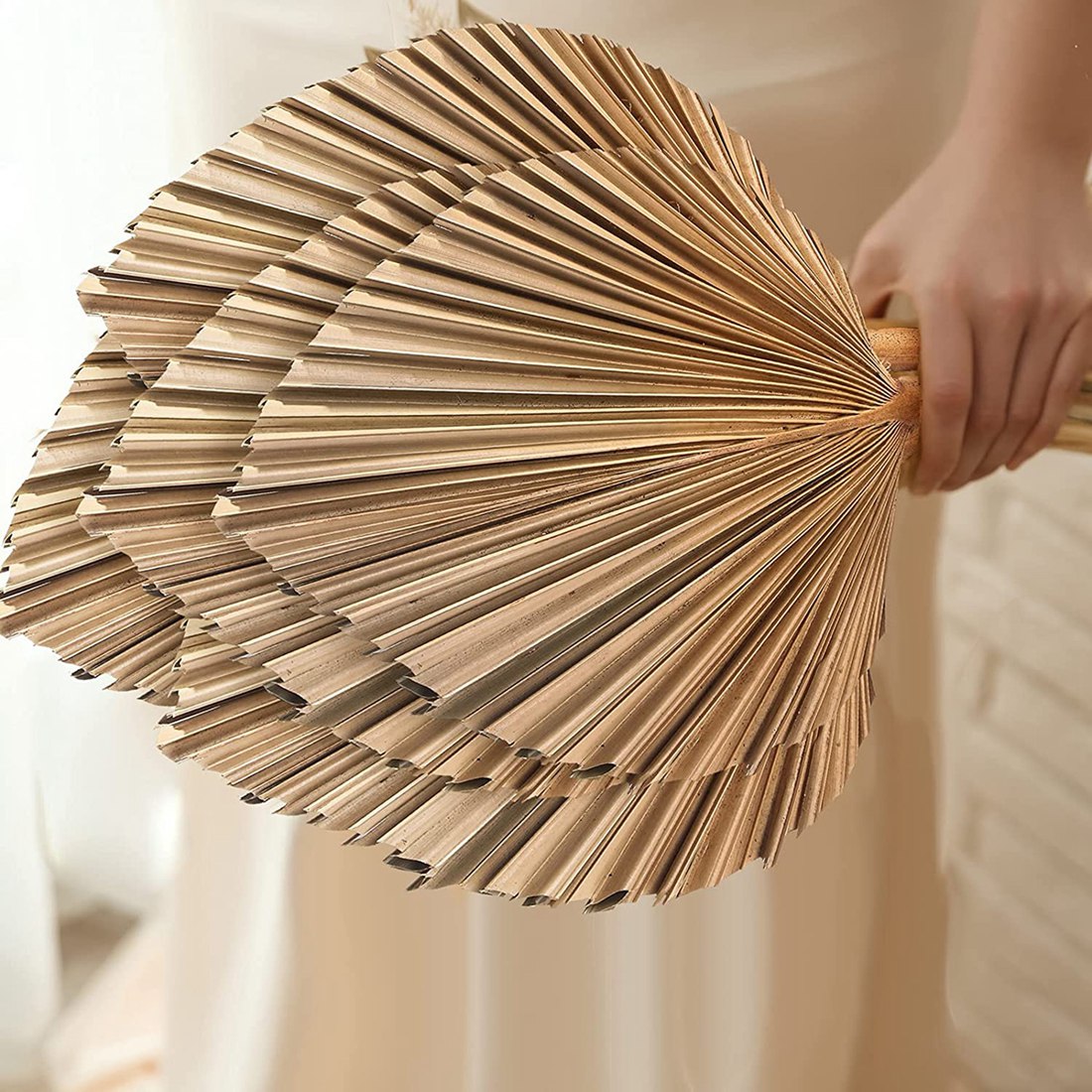 5 Stücke Natürliche Getrocknet – Palm Leaf Dried Bewertung und Preis
