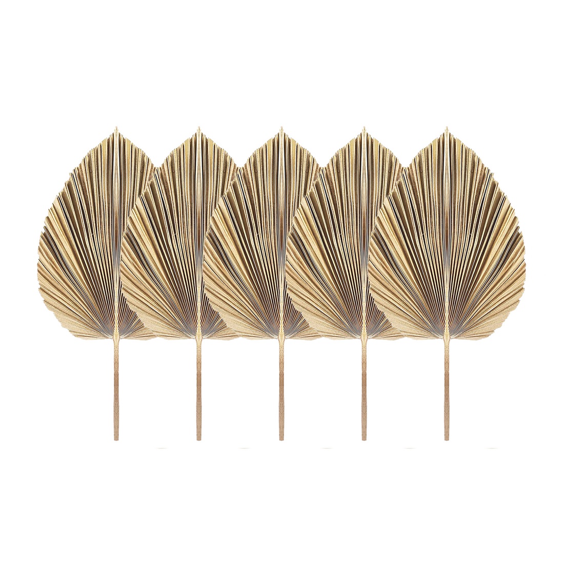 5 Stücke Natürliche Getrocknet – Palm Leaf Dried Bewertung und Preis