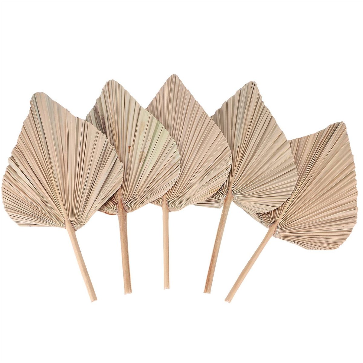NOCM Getrocknete Palmblätter R – Palm Leaf Dried Bewertung und Preis