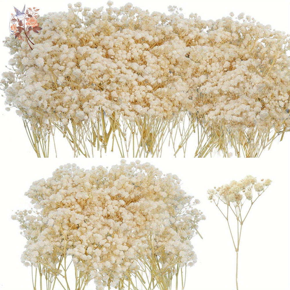 Mini getrocknete Gypsophila-Bl – Baby Breath Dried Bewertung und Preis