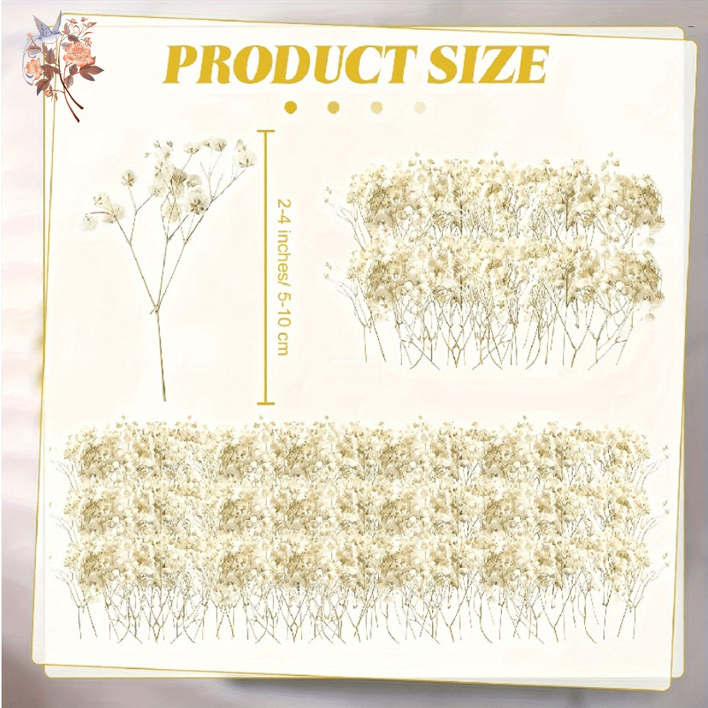 Mini getrocknete Gypsophila-Bl – Baby Breath Dried Bewertung und Preis