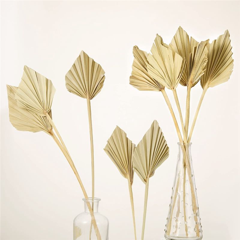 ABYN-Boho Getrocknete Palmblät – Palm Leaf Dried Bewertung und Preis