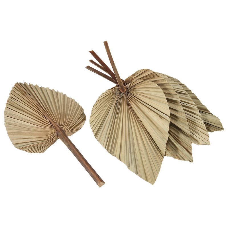 SEWS-5 Stück natürliche getroc – Palm Leaf Dried Bewertung und Preis
