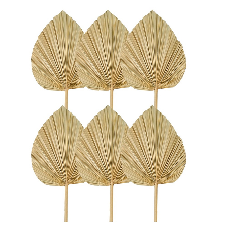 Neue 6 getrocknete Palmblätter – Palm Leaf Dried Bewertung und Preis
