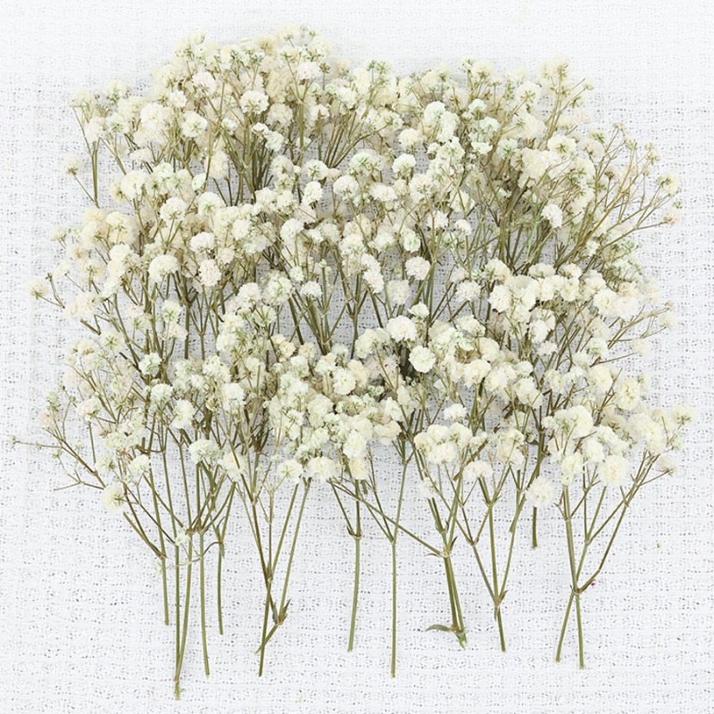 50 Stück Natürliche Getrocknet – Baby Breath Dried Bewertung und Preis