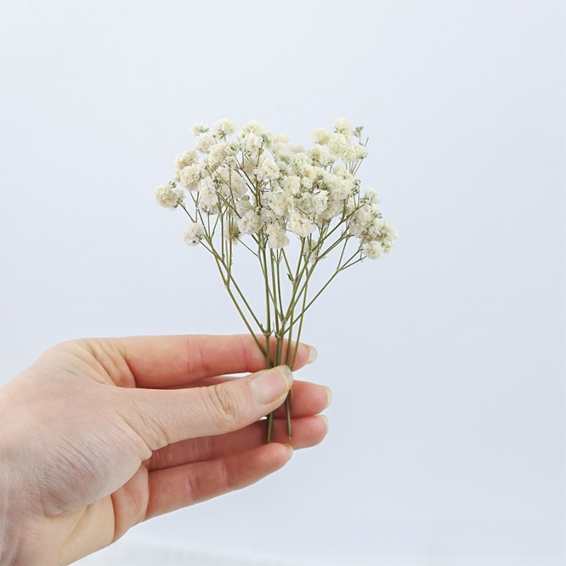 50 Stück Natürliche Getrocknet – Baby Breath Dried Bewertung und Preis