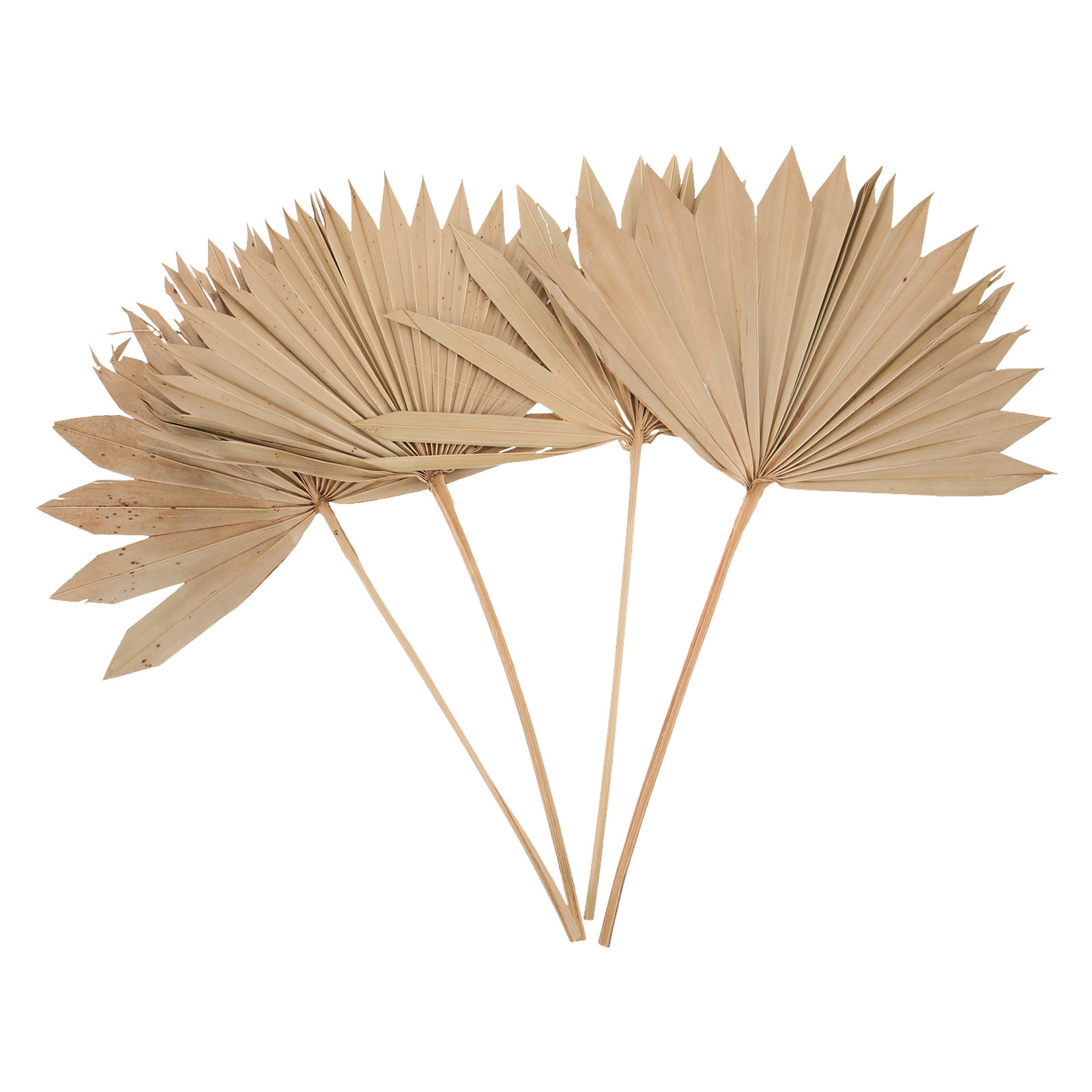 4 Stück Getrocknete Palmenblät – Palm Leaf Dried Bewertung und Preis