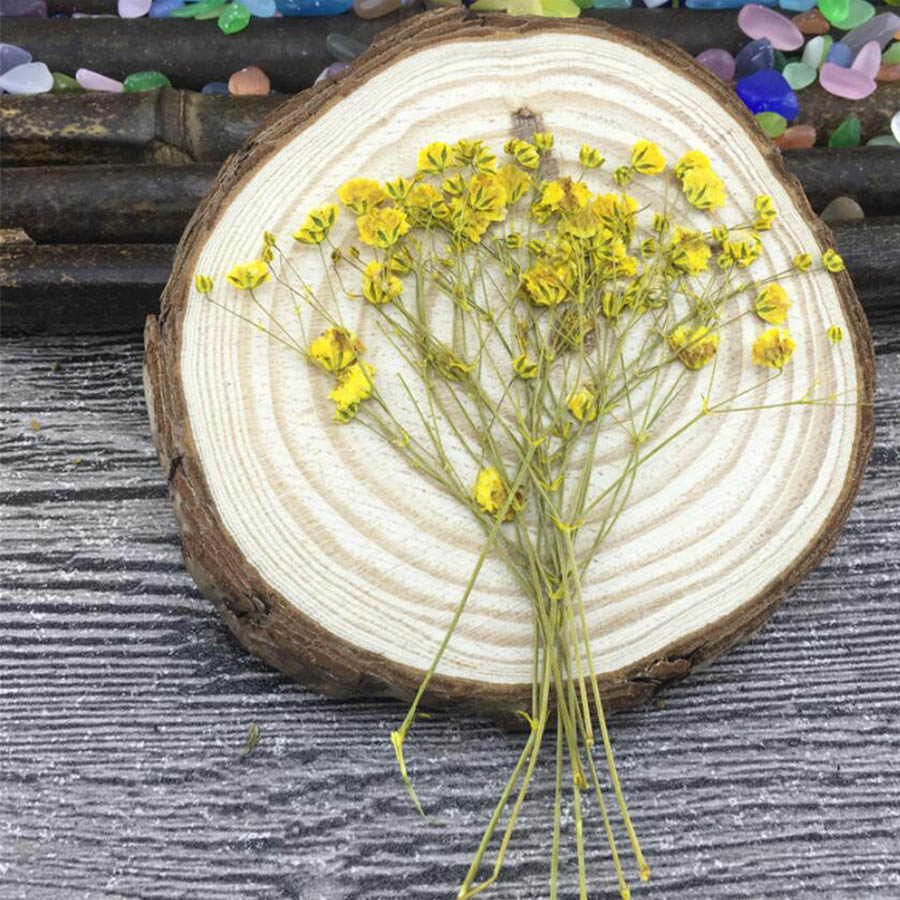 60 Stück getrocknete, gepresst – Baby Breath Dried Bewertung und Preis