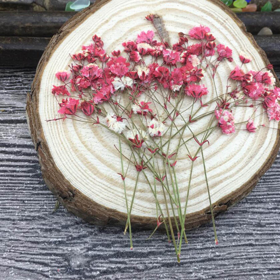 60 Stück getrocknete, gepresst – Baby Breath Dried Bewertung und Preis
