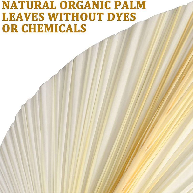 Große Weiße Getrocknete Palmbl – Palm Leaf Dried Bewertung und Preis
