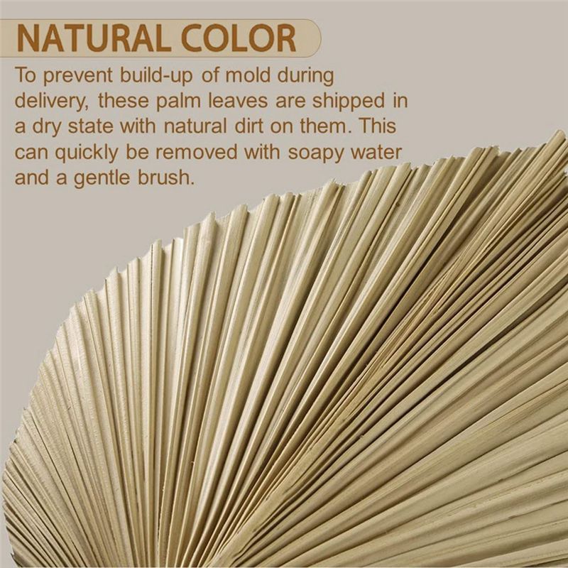 Frische 4 Stück natürliche get – Palm Leaf Dried Bewertung und Preis