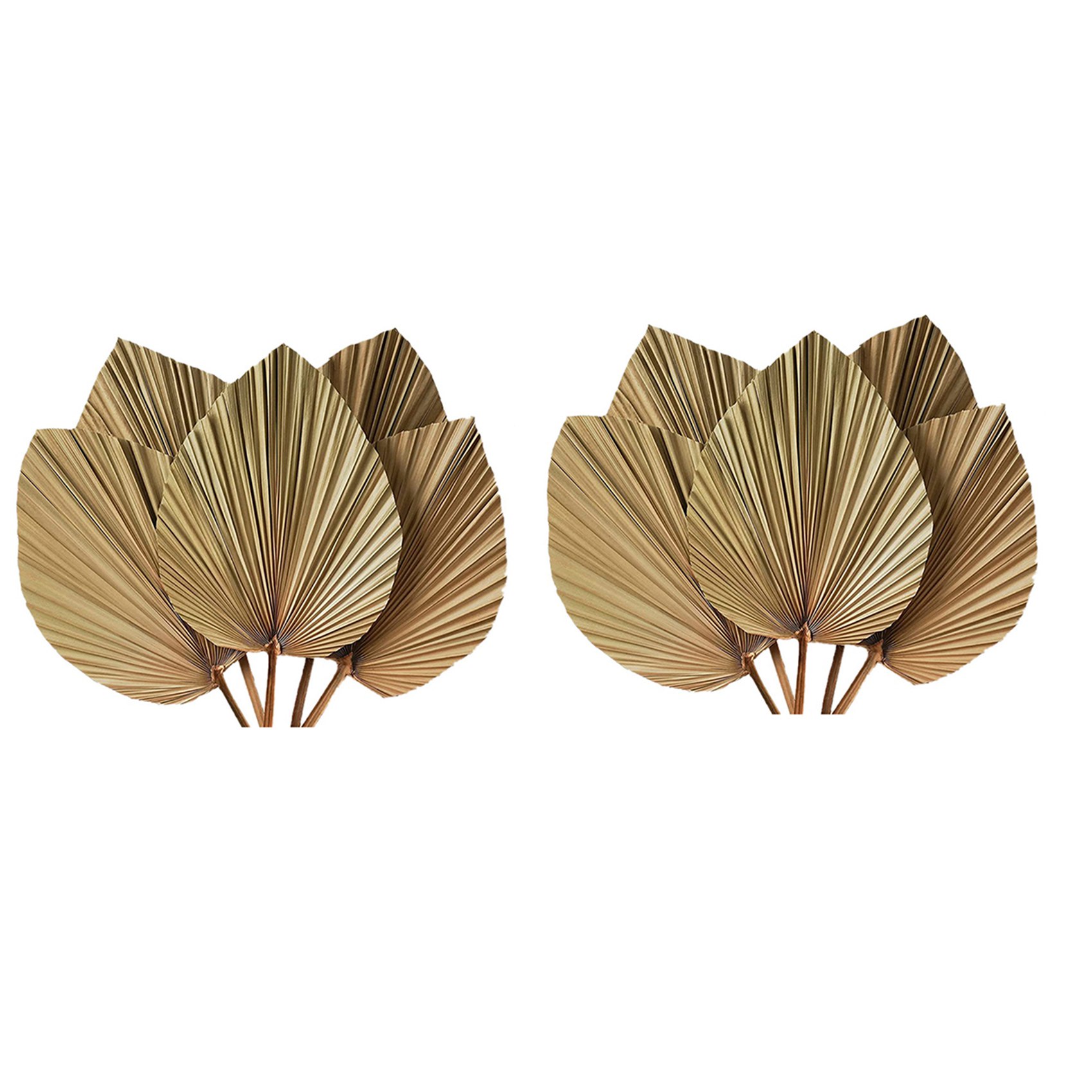 Getrocknete Palmblätter zur Ra – Palm Leaf Dried Bewertung und Preis