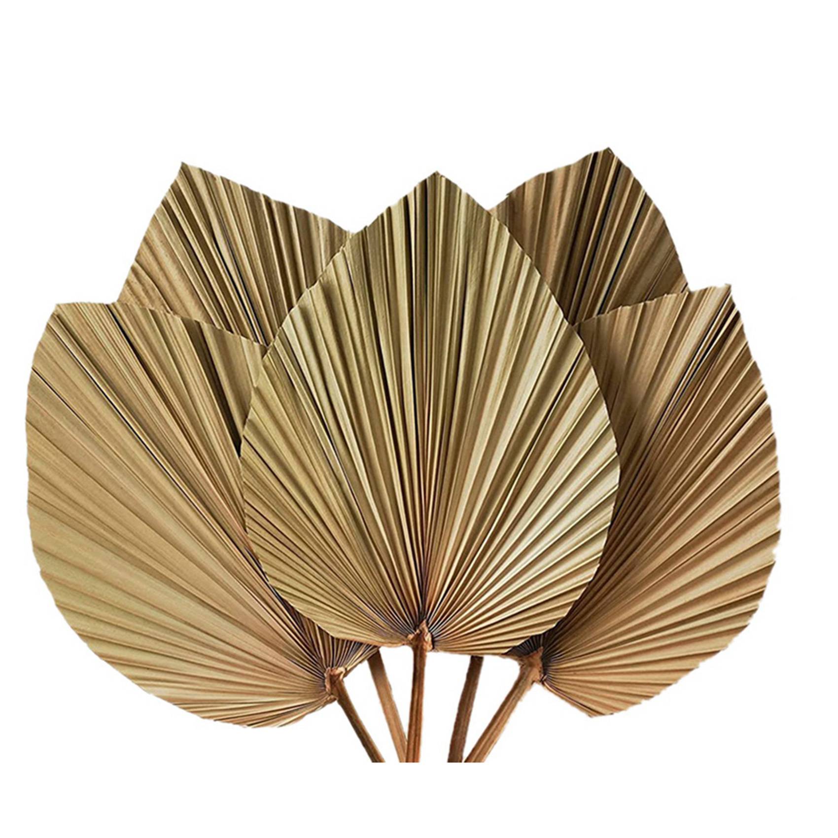 Getrocknete Palmblätter zur Ra – Palm Leaf Dried Bewertung und Preis